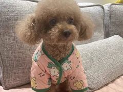 -宠福鑫康馨动物医院·骨科·眼科