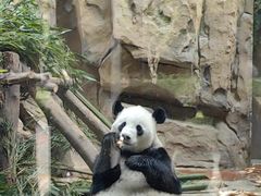 -成都动物园