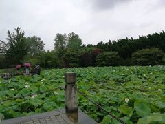 -嘉定紫藤园
