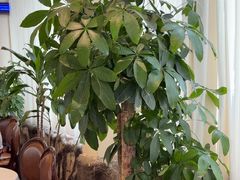 -金河半岛园林酒家(金融城店)