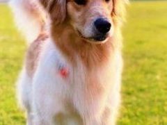 -前小桔亲子创意农场·草莓采摘·露营烧烤