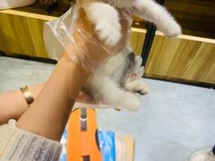 -欣宠猫屋·矮脚拿破仑·蓝金金渐层