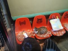 -猫咪博物馆(顶澳仔猫街店)