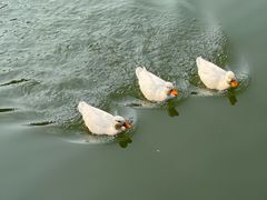 -西苑公园