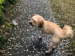 -宠颐生嘉德动物医院