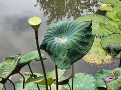 -曼听御花园