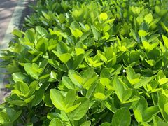 -合肥滨湖国家森林公园