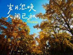 -三里屯东五街银杏大道