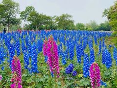 -泗洪洪泽湖湿地景区