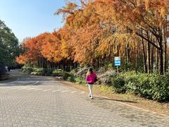 -上海海湾国家森林公园