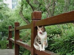 -静安公园(静安寺街道)