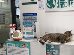 -瑞派雷欧宠物医院·中兽医·眼科·急重症转诊中心(黄台店)