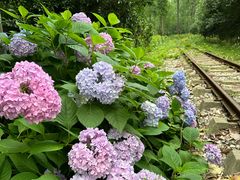 -合肥滨湖国家森林公园