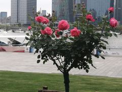 -北外滩滨江绿地