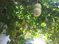 android_upload_pic-百花深处胡同