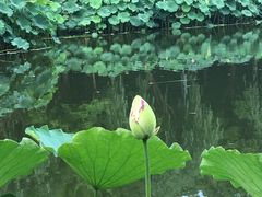 -陈家山荷花公园