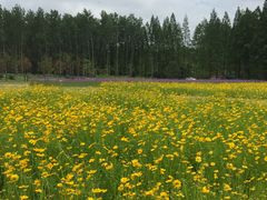 -黄海国家森林公园