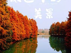 -上海海湾国家森林公园