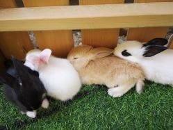 -萌宠亲子动物乐园(槐房万达店)