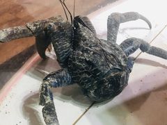 -海盗餐厅