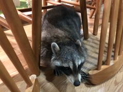 -藦茜花园宠物主题亲子互动体验馆(国顺东路店)