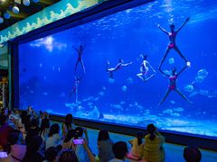 -烟台海昌鲸鲨海洋公园