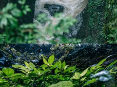 -蝶舞清江·恩施地心谷景区