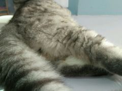android_upload_pic-喵的天空名猫咖啡馆·撸猫·猫舍·用品