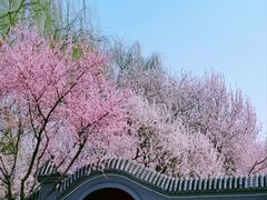 -桃花堤公园