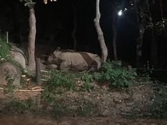 -清迈夜间动物园
