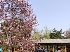 -中国中医科学院望京医院(院本部)