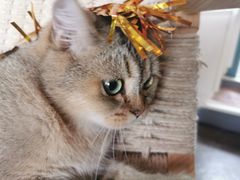 -喵屿·大理花园猫咖