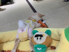 -逗柴咖啡屋·狗咖猫咖宠物桌游