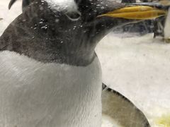 -大连圣亚海洋世界