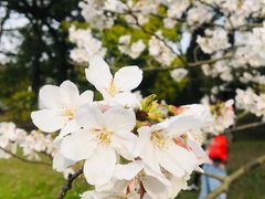 -上海共青森林公园