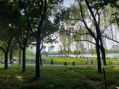 -莲花池公园