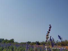 -北京东方普罗旺斯薰衣草庄园