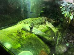 -迪拜水族馆及水下动物园