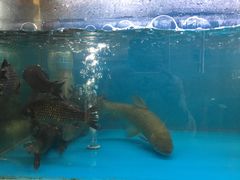 -老村长土菜馆(湖墅南路店)