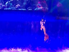 -芜湖新华联大白鲸海洋公园