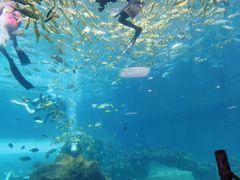 -海棠湾洲际-涛·海底餐厅·美人鱼·自助餐·海底隧道