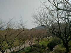 -香雪海