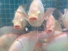 -小海豚•老字号海鲜餐厅(天涯店)