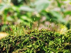 -云岫谷游猎自然风景区
