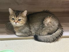 -藏猫猫咖啡主题馆(中央大道店)