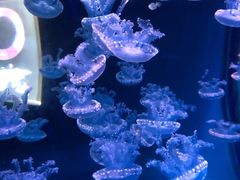 -海合安武汉极地海洋公园