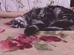 -纳吉亚猫专科动物医院博雅分院