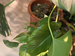 -泰古龙抓龙筋·spa按摩(静安店)