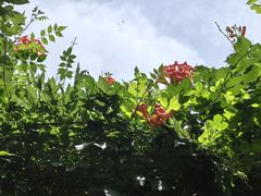 -荷塘月色湿地公园·向阳花洲