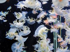 -太平洋海底世界